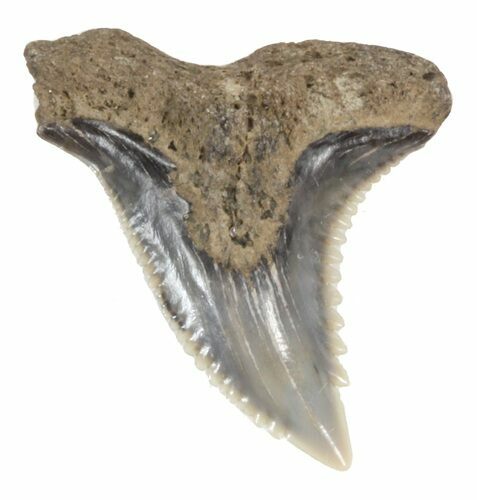 Fossil Hemipristis Shark Tooth - Maryland #42541